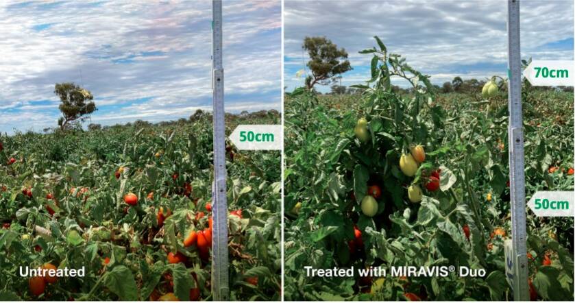 Figure 2. MIRAVIS® Duo fungicide treated processing tomato crop (right) compared to
the untreated (left).
