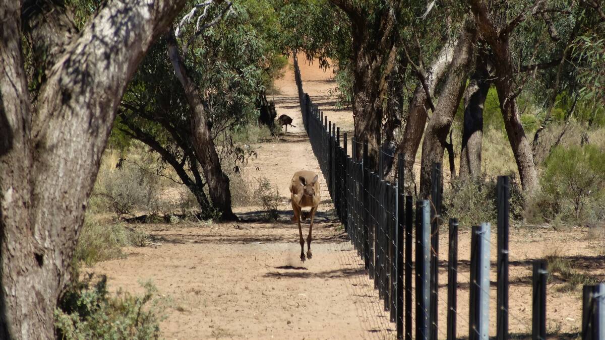 Kangaroos can now be excluded from the property dedicated to conservation.