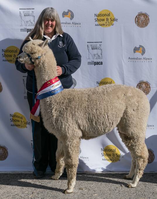 SHOW SUCCESS: Susan Haese with her 2016 National Alpaca show winner Yaringa Heartbreaker which was sold to a buyer in the United Kingdom in September.