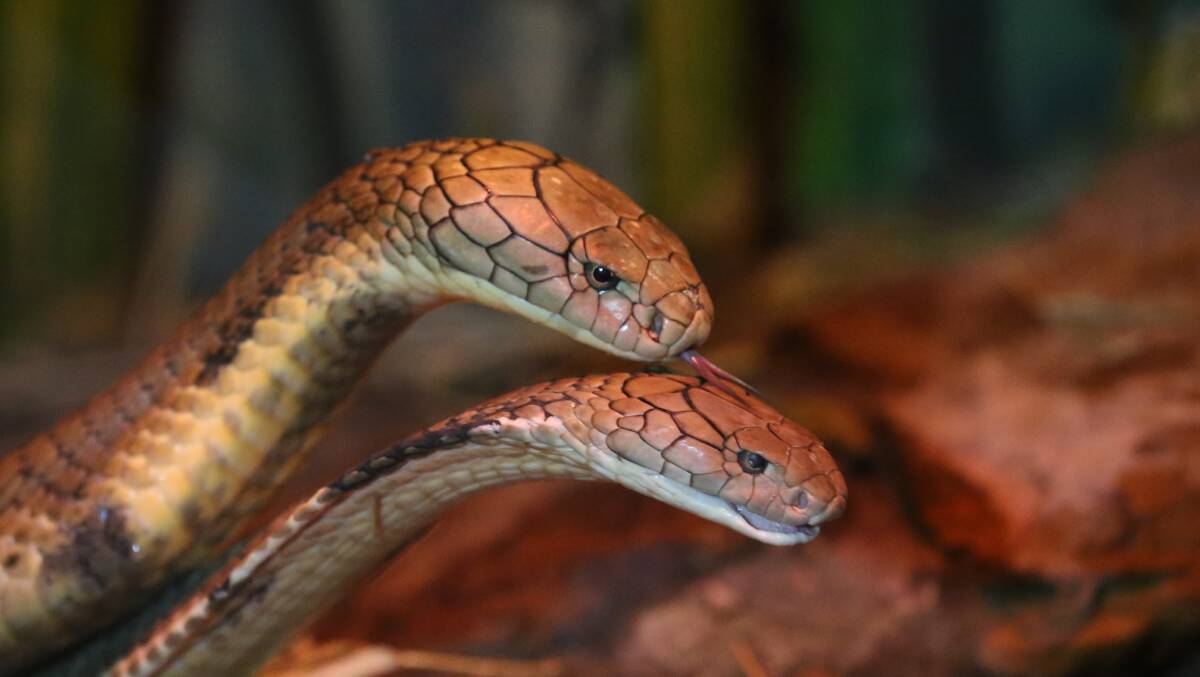 PETS AT RISK: The eastern brown snake is responsible for most deaths caused by snakebite in Australia.