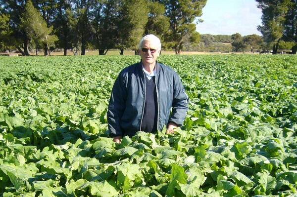 dell Training Centre's Brenton Wood, inspects Subzero forage brassica used to feed dairy cows this season.