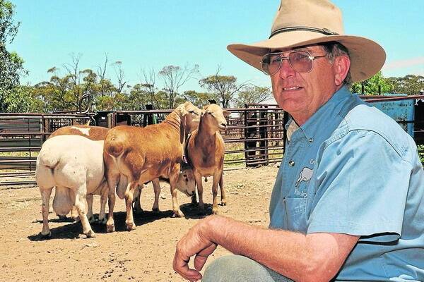 Denis Russell, Genelink, Parilla, with some of his Meatmaster composite rams, developed especially for the pastoral areas. 