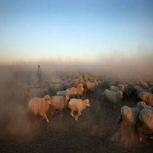 Exodus of WA sheep to SA throws up tagging issues