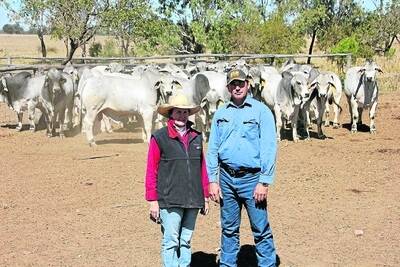 Jennifer McCamley and Tom Emmery of Tartrus Brahmans, Marlborough, are taking a draft of 35 Grey Brahman and 11 Red Brahman bulls to the Beef Leaders Premier Bull Sale at Cloncurry on Friday, September 9.