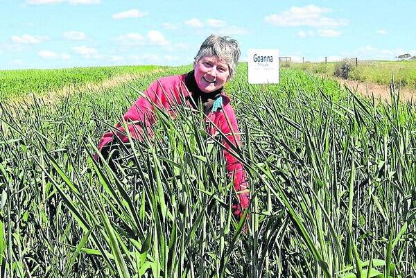 GO GOANNA: Mallee farmer and plant breeder Kath Cooper inspecting Goanna triticale at the Waikerie Mallee Sustainable Farming site.