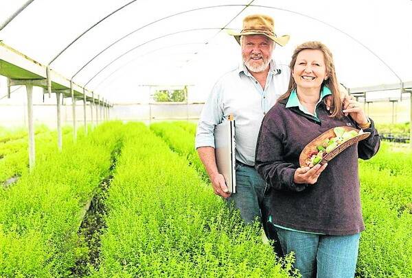 BUSH TUCKER: Mike and Gayle Quarmby's Outback Pride Project is promoting Australian native food by developing a network of production sites within traditional Aboriginal communities. 