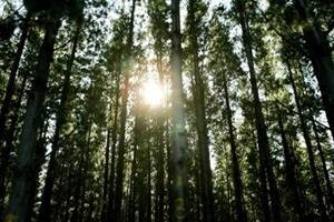 Conditions for forestry future in SA