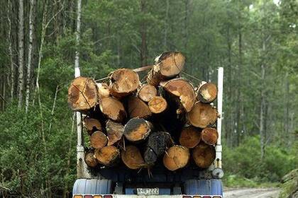 Strong interest for SA softwood timber