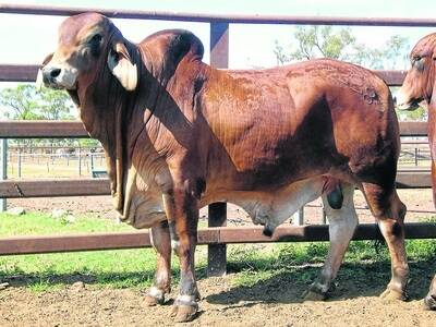 This bull, GI Navigator, is another good example of a desirable beef Brahman.