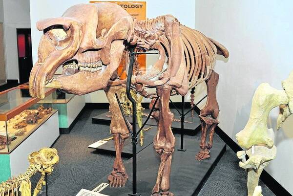 PREHISTORIC BEHEMOTH: A Diprotodon cast skeleton on display at the South Australian Museum. Fossil remains of the same species have been found at Collinsville Station.