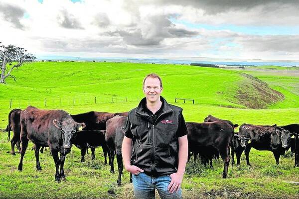FULL-BLOOD BUSINESS: Scott de Bruin at his family’s station, Mayura. Scott is pictured with the de Bruin family’s full-blood Wagyu cattle on Mayura Station near Millicent in the SE.