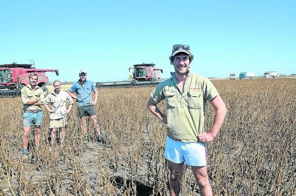 FAMILY BUSINESS: Tom Bell (pictured on the right harvesting beans with fellow workers John Arnold, Britain, sister Catie Bell, and Sam Johnson, Naracoorte) says his family has been very supportive since he moved back to the family property in 2010.