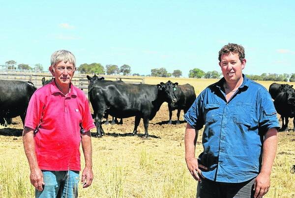 AUTUMN CALVING: Barry and Damien Pitt with some of their Angus females on their Ricketts Lane block west of Coonawarra. These cows have just been moved to this block where they will calve-down in autumn.