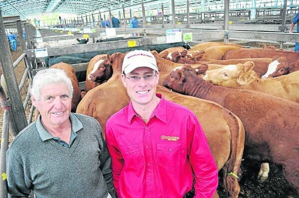 DAVIS DOUBLE: Bruce and Neil Davis, Bimbadeen Red Angus, Coonawarra, topped the final Naracoorte weaner sale of the season with 19 Red Angus-Simmental heifers at $685. Last week their steers made the equal-top of $760.