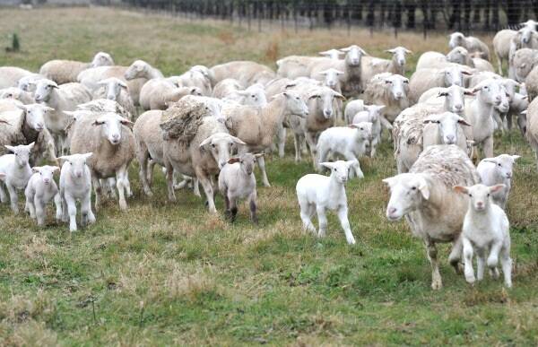 Top price prospects for lamb