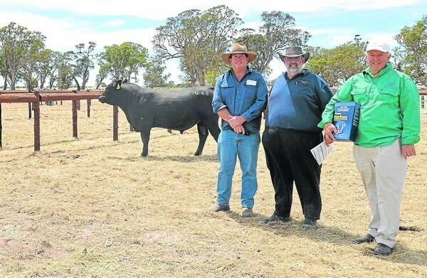 FLYING HIGH FOR GALAXY: Craig and Anthony Swan, Meningie,paid the sale-topping price of $6000 for Coorong Galaxy G68 at the Coorong Designer Angus bull sale. With them is stud principal Perry Gunner.