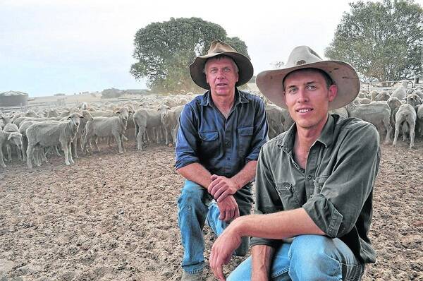 NEW ERA: Tim Graetz (front) and his father David have bought Ashrose Poll Merino stud from the new owners of Glenstrae at Willalooka. They will hold an on-property ram sale on August 29 and have horned and Poll rams available for private selection in September.