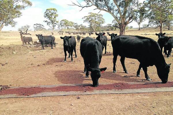 ON THE GRAPE: Grape marc is being trialled by several South Australian graziers as a likely cheap, alternative supplementary feed.