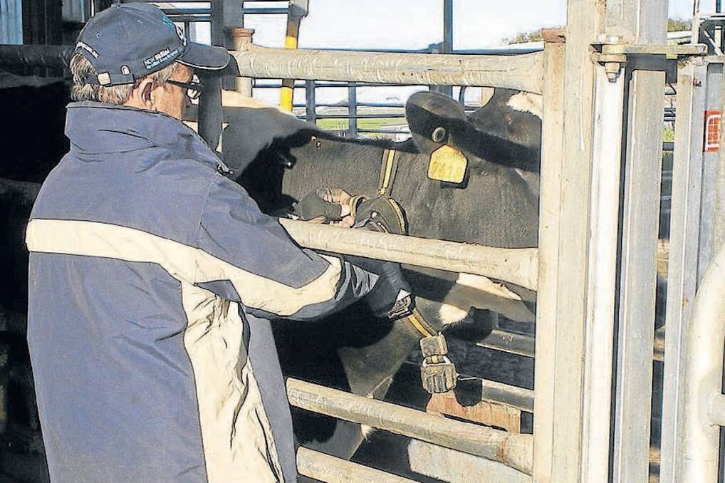 Dr Les Sandles hooks up one of the GPS units to a cow as part of the GPS Cows project.