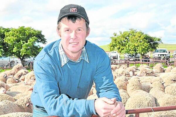 Adelaide Hills mixed-farmer Michael Noack, Springton, puts a keen eye over these Jamestown scanned in-lamb ewes. He bought the pen of 109 at $135 – the highest price of the day. The ewes are due to lamb to White Suffolks in the next four weeks.