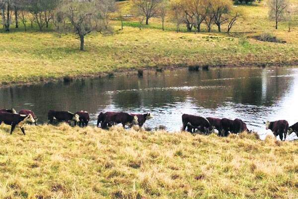 NEW HOME: Spotshill cattle, after a 36-hour journey across three-states, get use to their their new home  Te-Angie at Wongawibinda, north east of Armidale.