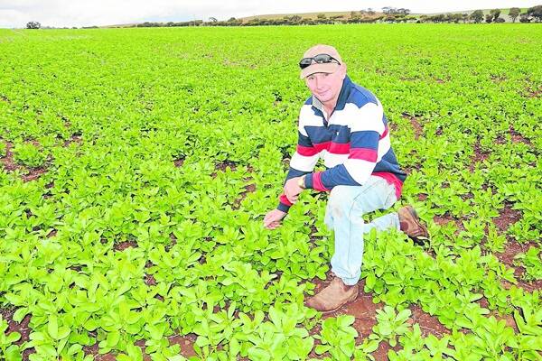 LOOKING GOOD: Steve Waldhuter, Eudunda, in a crop of Fiesta beans, says it has been an excellent start to the season. He is hopeful pulse prices will remain strong leading up to harvest.