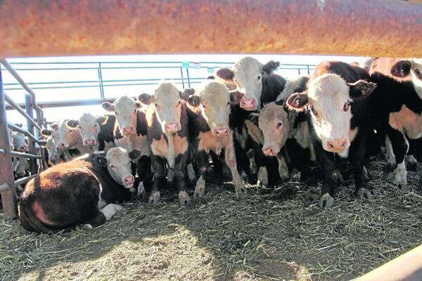 RED CENTRE SALE: Mount Riddock Station Poll Herefords steers sold for the top price of $1.82 a kilogram at last Thursday&#39;s Alice Springs Show&#39;s annual steer and weaner sale. 