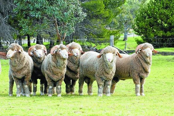 STRONG SALES: The South Australian Merino Stud community is gearing up for ram selling season, with sale averages predicted to rise by $50 to $80.