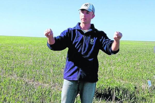 BARE SPOTS: SARDI senior research agronomist Paul Bogacki said growers are familiar with the bare patches caused by rhizoctonia, but many may not be aware that it also causes uneven growth in crops from around mid-July.