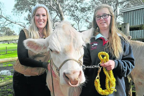 ONLINE SAVVY: Stephanie Coombes, Perth, with Naracoorte High School student Belinda Smith and Charolais steer Charlie.