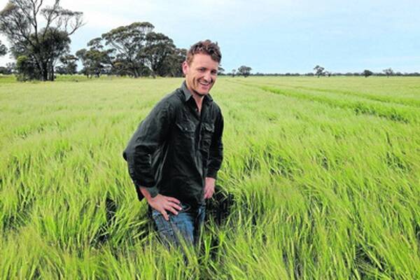 Serviceton, Vic, mixed farmer Daniel Feder in his crop of Charger barley two weeks ago. The variety will be used to produce Carlsberg beer.