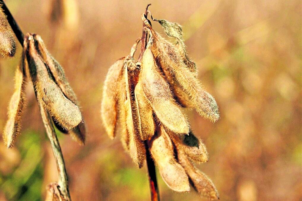 Argentina has become reliant on its strong soybean export market, particularly to China, which represents 60pc of the world's soybean market. Photo: Jennifer Latzke.