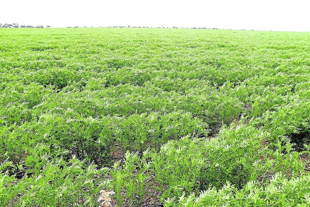 ANSWERS NEEDED: After a spate of header fires caused by lentil residues, GPSA is investigating if the wet winter and strong growth of SA's lentil crop is a factor in the fires.