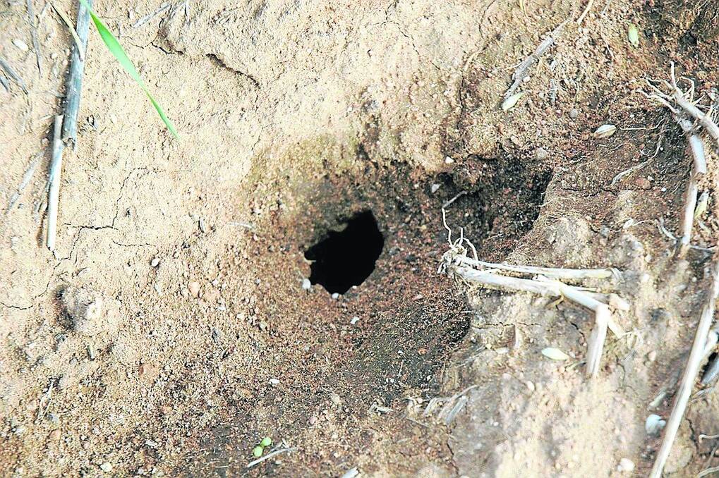 Mouse holes such as this one could be appearing across SA cropping land in the next few months.