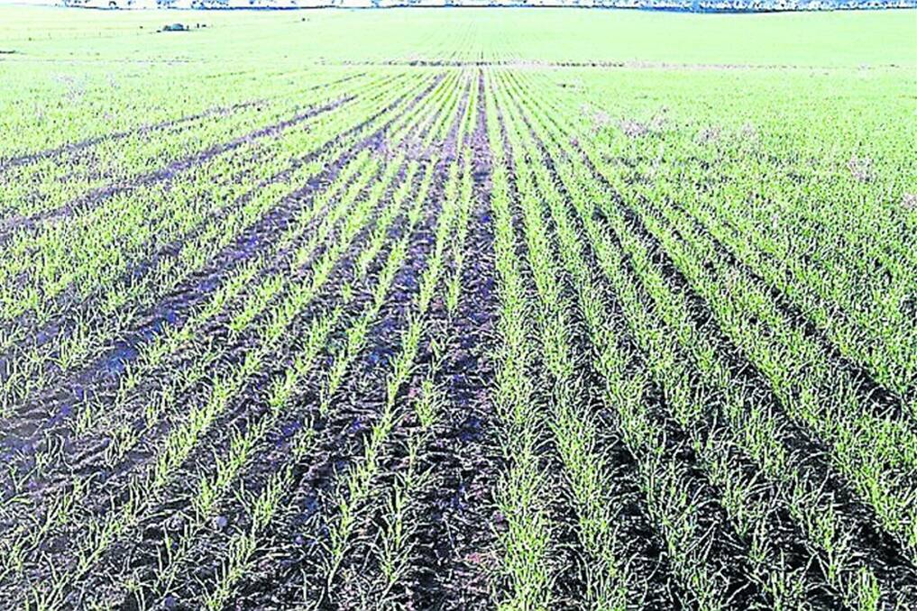 SANTFA TRIAL: Trials undertaken by the South Australian No-Till Association at Australia Plains last season show the performance of the rootboot on the right and an opposition system on the left.