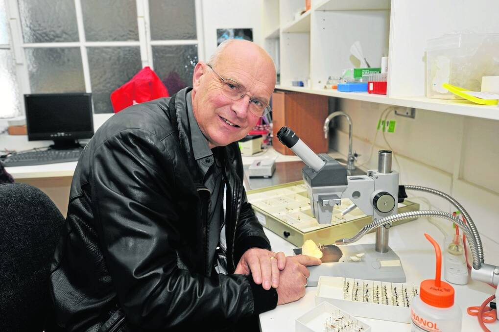 <strong>BUG LAB:</strong> The University of Adelaide’s Prof Andrew Austin takes a close look at a selection of tiny wasps.