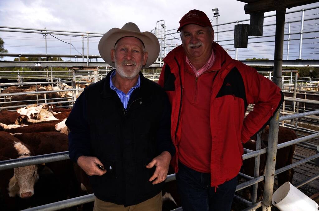 <strong>BIG FIELD:</strong> Curnamona Station manager Jeff Pumpa, north of Yunta, and Elders Peterborough manager Tim Taplin in front of some of the 120 cattle fielded by the station at the Strathalbyn saleyards on Friday last week.