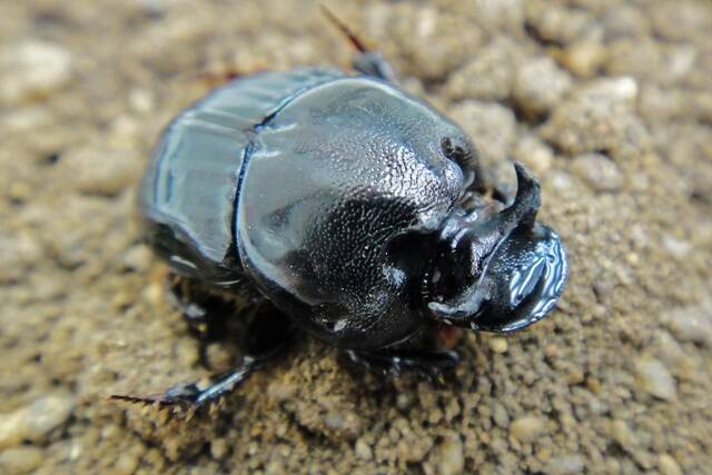 ROUND-UP: Australia now has 23 introduced species of dung beetles, summer and winter-active varieties.