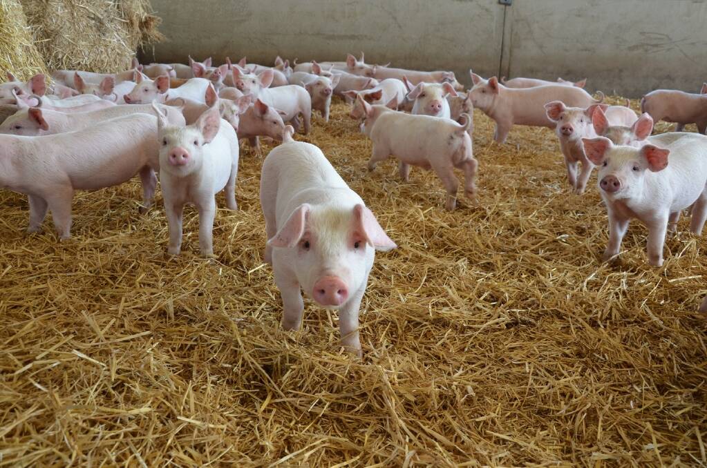 The pork industry needs to remain on the front foot over the imports issue.