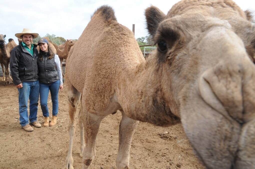 Evan Casey and Hannah Purss, Port Broughton, are waiting for their camels to calve so they can start their new camel dairy.