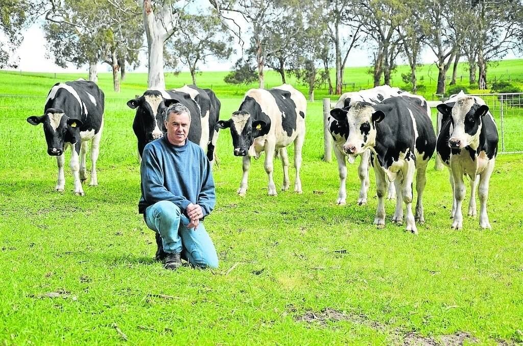 Ian Willcocks, Manna Farm, Yankalilla, with some next – generation Holstein bulls.