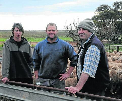 The Obst family at Wanbi used Multimeat rams (inset) over their older Merino ewes this season to produce Multimeat-cross ewes.  Gary Obst (centre, with workman Matthew Tyler and father Mac Obst) said the crossbred ewes would enable them to carry less ewes on their Kangaroo Island property but produce the same amount, if not more, lambs.
