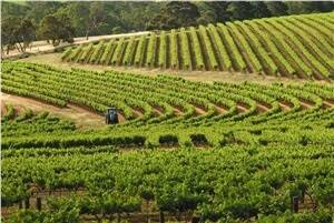 Barossa wine grape growers struggling