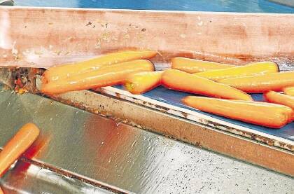 Carrots lead as veggie exports surge
