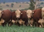 GOT IT COVERED: Hereford cattle bring docility, excellent growth, longevity, eating quality and the ability to excel both on grass and in the feedlot.