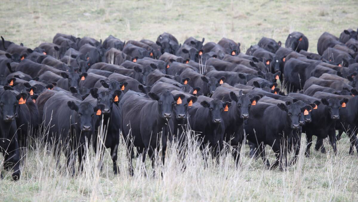 IMPRESSIVE: Almost 400 commercial cows and heifers will be offered for sale at Gilmandyke Angus stud's sale on August 26. The breeders are in calf, with a number of cows joined to Dunoon Prime Minister.