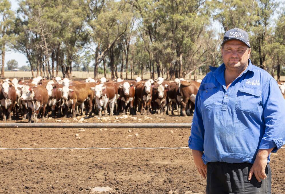 FANTASTIC GROWTH: Royal Oak Beef co-owner and feedlot manager Greg Clarke with an impressive line of Herefords, which had a daily weight gain of more than three kilograms.