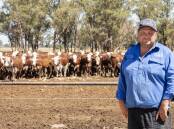 FANTASTIC GROWTH: Royal Oak Beef co-owner and feedlot manager Greg Clarke with an impressive line of Herefords, which had a daily weight gain of more than three kilograms.