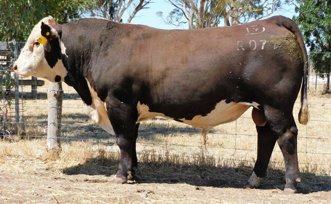 JOINING UP: New Super Sires bull Days Godfather R077, bred by Days Whiteface, Bordertown.