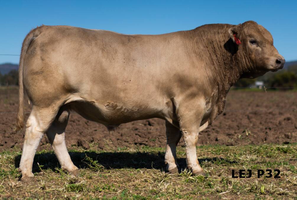 MEATY: Lot 3 Wallawong Perseverance P32 is an outstanding bull displaying an amazing combination of muscularity and softness.